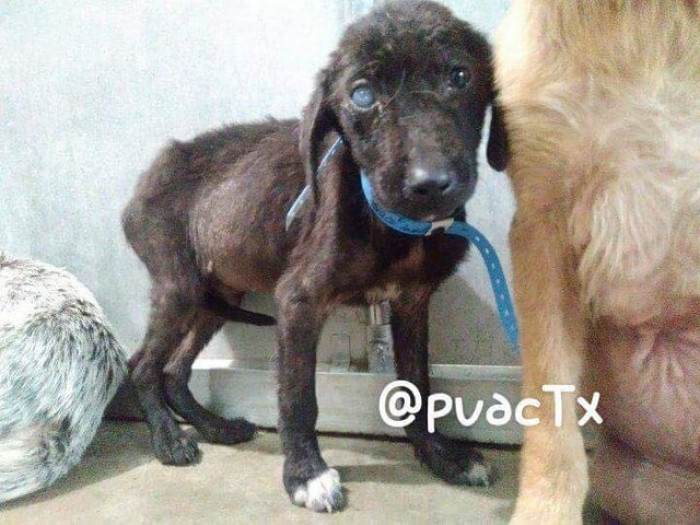 Close-up of two bonded puppies seeking warmth, pressed together on bedding
