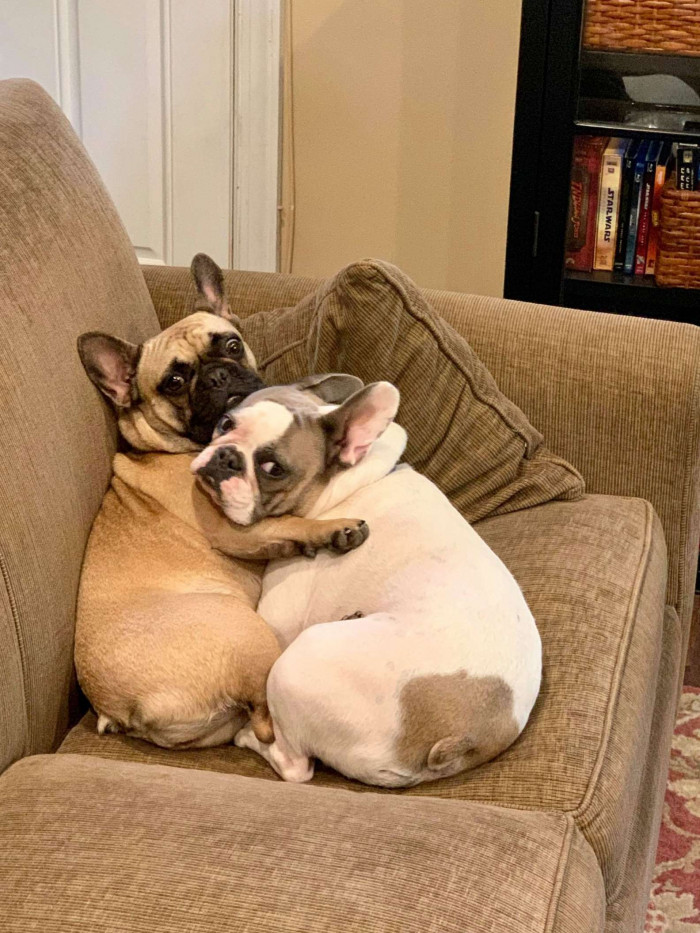 Whether it's couches, chairs, or even footstools, Trixie and Frannie LOVE to cuddle today just as much as they did the day they met.