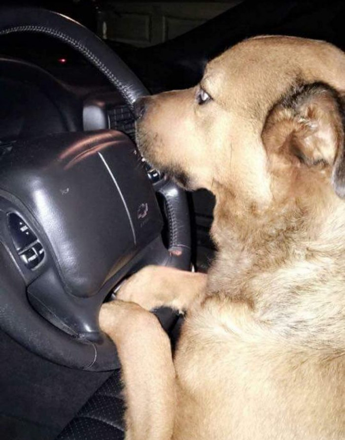 6. Bear decided it's time to get a job as an Uber driver to help with rent.