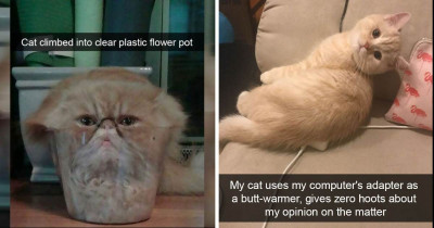 Hilarious and Adorable Cat Snapchats You Need to See Right Now