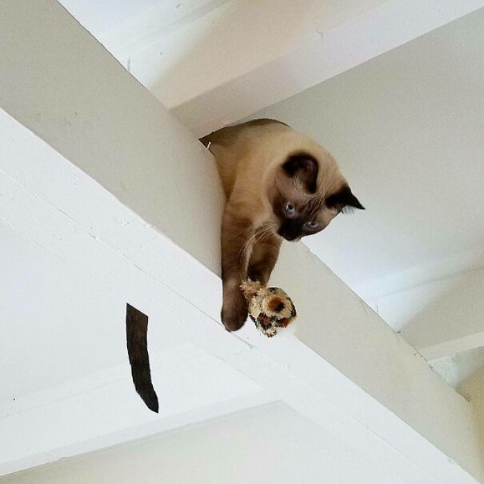 1. This cat went to extreme lengths to catch the moth.