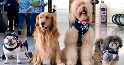 This Airport Has A "Wag Brigade," And Every Airport Needs To Get One Immediately