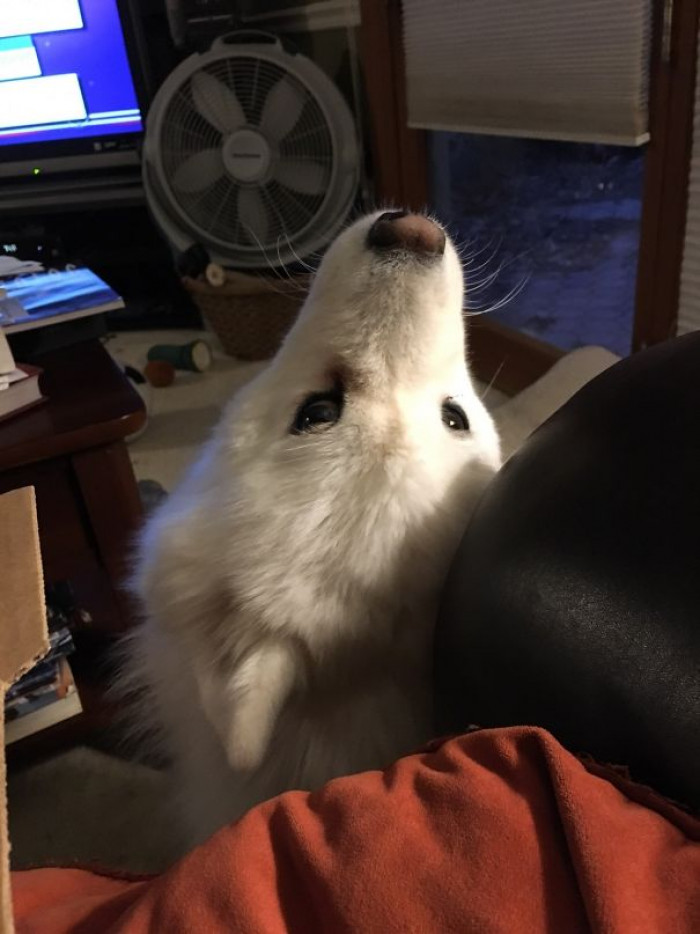 11. "My Samoyed thinks if she's not facing me when I'm eating, she's not being rude (she knows begging isn't allowed). This is her compromise."