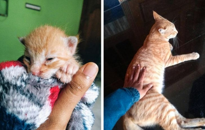 4. “Someone wrapped him in a plastic cover and left him to die on the road. We took him home. Finger for scale.”