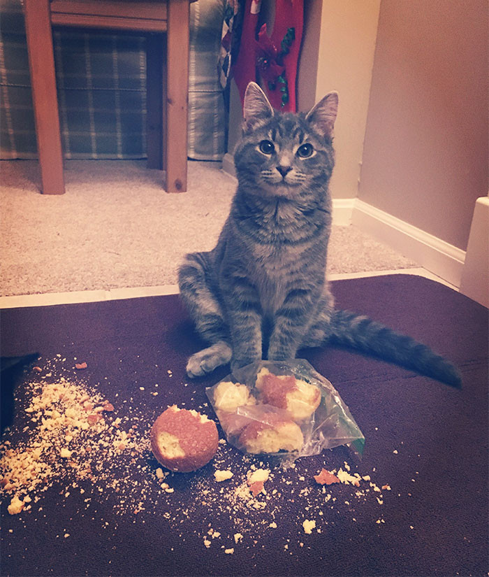 In defense of the cat: