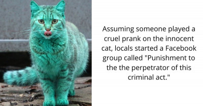 Emerald-Green Cat Roams The Streets Of Bulgaria For Over A Year, Becoming More Vibrantly Green Every Day