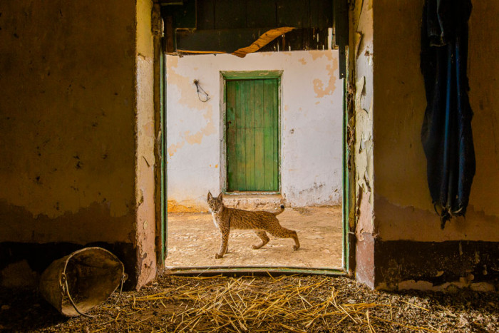 5. Lynx On The Threshold by Sergio Marijuán (Spain)