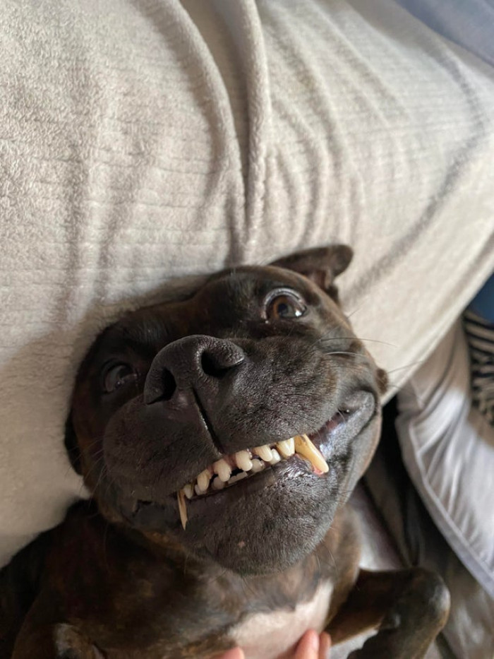 17. "A little dog smile to go with your scrolling."