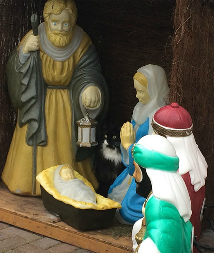 2. "Our Cat Loki Invaded Next Door's Nativity Scene; His Face Is Hilarious"