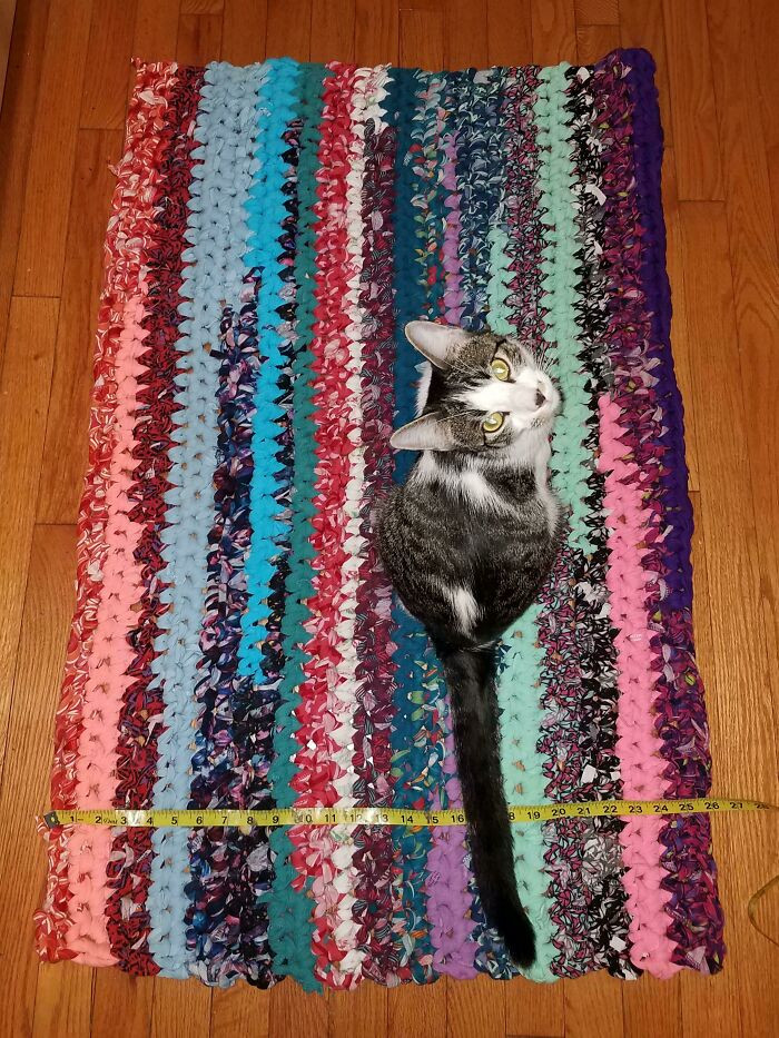11. Someone lost weight and repurposed their clothes into a great rug, and in this case, a cozy for their cat.