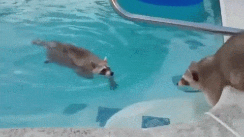 Raccoons are actually sweet; they teach each other how to swim.