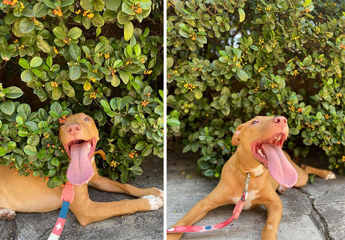 45. "Rescued Pittie sniffing the neighborhood."