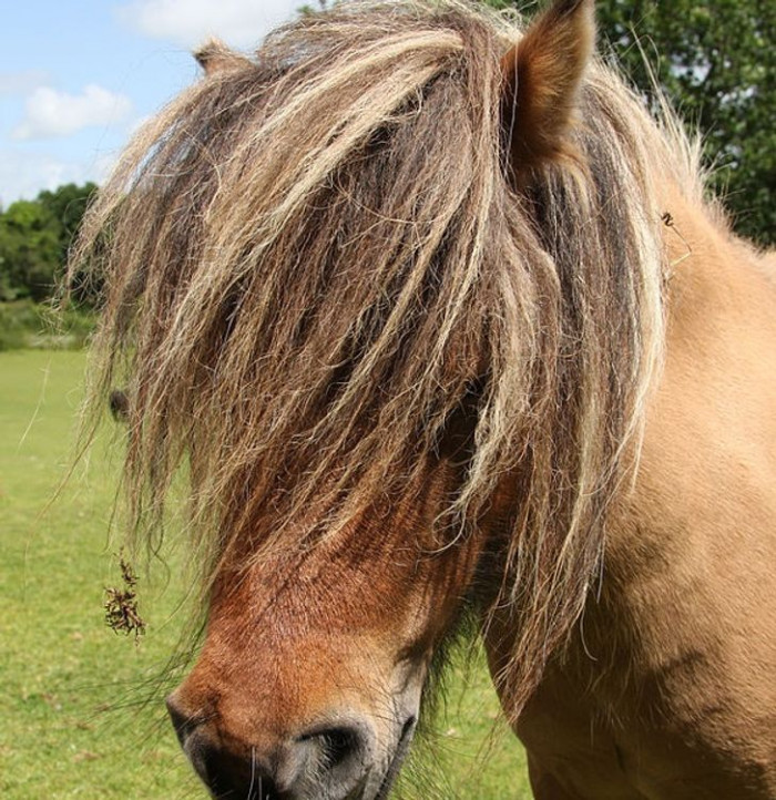 5. This horse looks like it just got out of the salon.