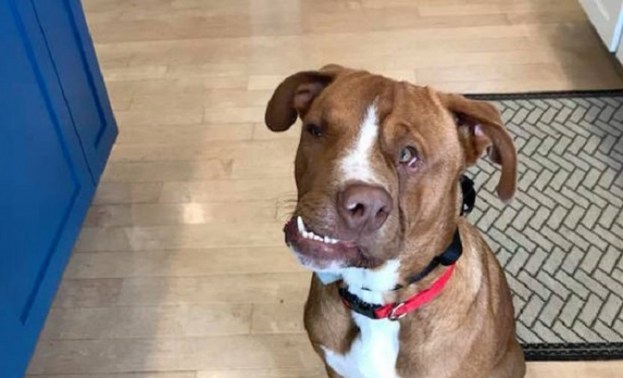 Although Woody's face is crooked, he doesn't have any health concerns. “He just looks a little different which doesn’t bother us one bit,” his rescuers gush. “In fact, it’s what made us fall in love with him even more.”