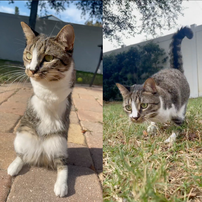 Nothing can slow down this cat full of energy.