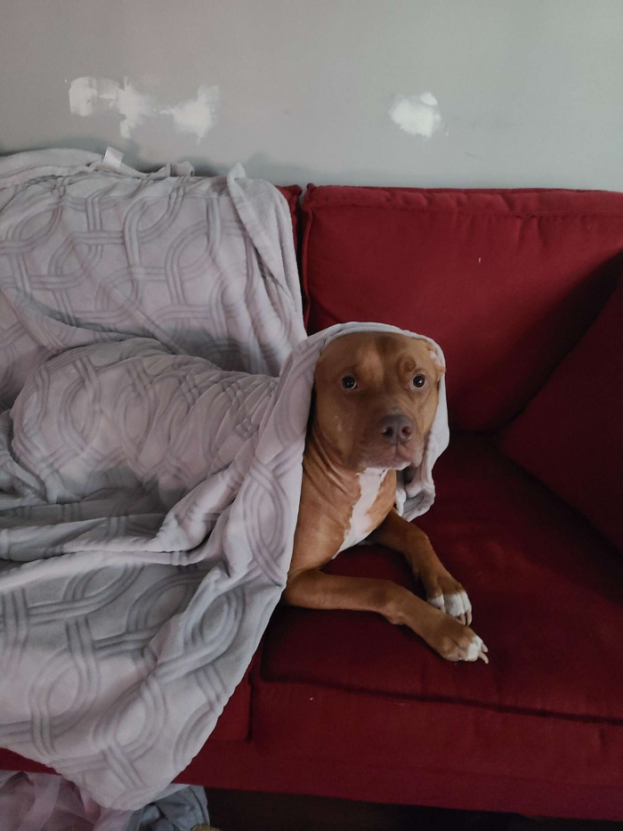 Apollo Under a Blanket