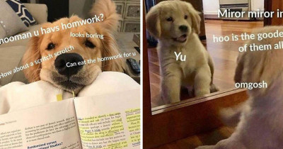 Precious Dogs That Will Make Your Day So Much Better