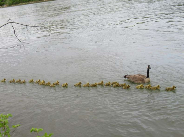 Mike noticed the first lot of goslings had hatched in May.