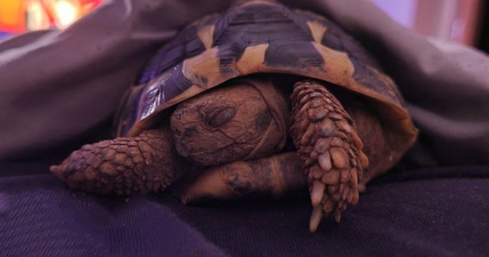 1. Sleeping. Do not disturb.