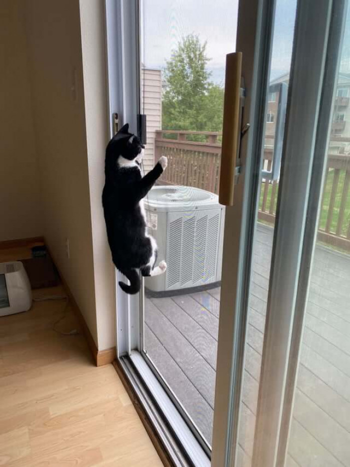 15. Spiderman? Nope! It's Spidercat!