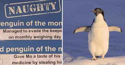 This Animal Aquarium Picks A Naughty Penguin Every Month And Their Crimes Are So Wholesome