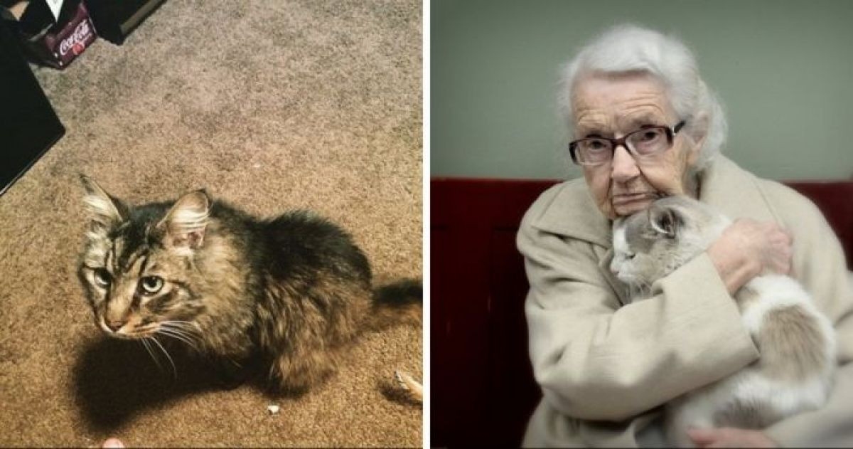 14 Senior Cats Who Got a Second Chance at Life and Love