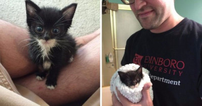 A Woman Sacrificed Her Last Paycheck In Order To Save a Desperate Kitten From The Rain