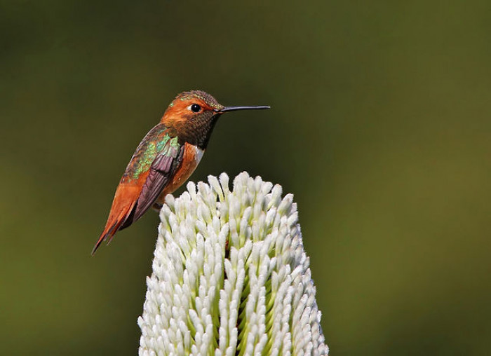 The Allen’s hummingbird breeds in a narrow strip along the Pacific Coast, from southwest California to southern Oregon. 