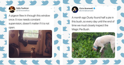 10+ Tweets That Explain Why Dogs Are Smart and Dumb at the Same Time