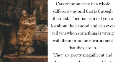 This Is Why Cats Wrap Their Tails Around Their Paws