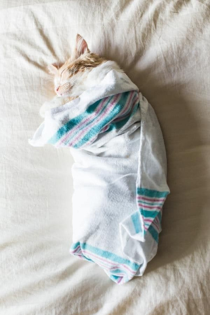 Lucy holds an adorable kitten, with another kitten in frame for “date” idea.