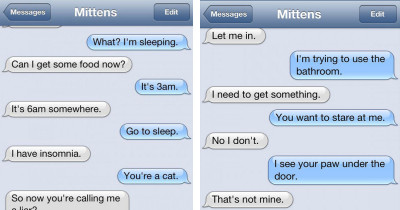 Texts Your Cat Would Send You If They Had Fingers