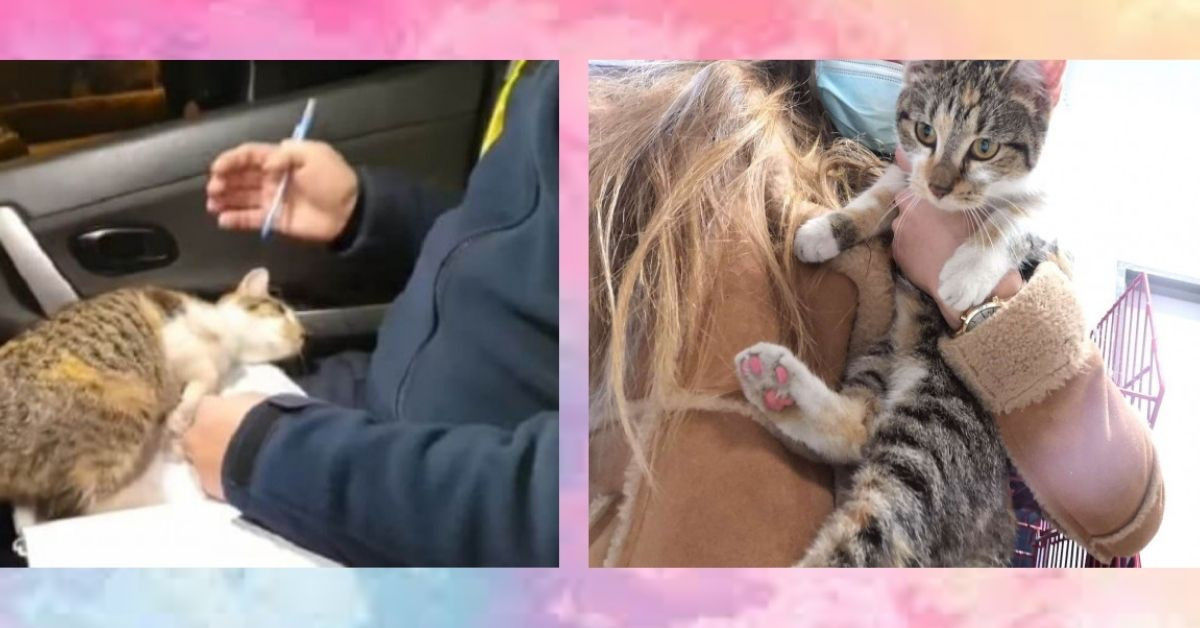 Stray Cat Climbed Into A Patrol Car And Demanded That The Cop Give It Attention