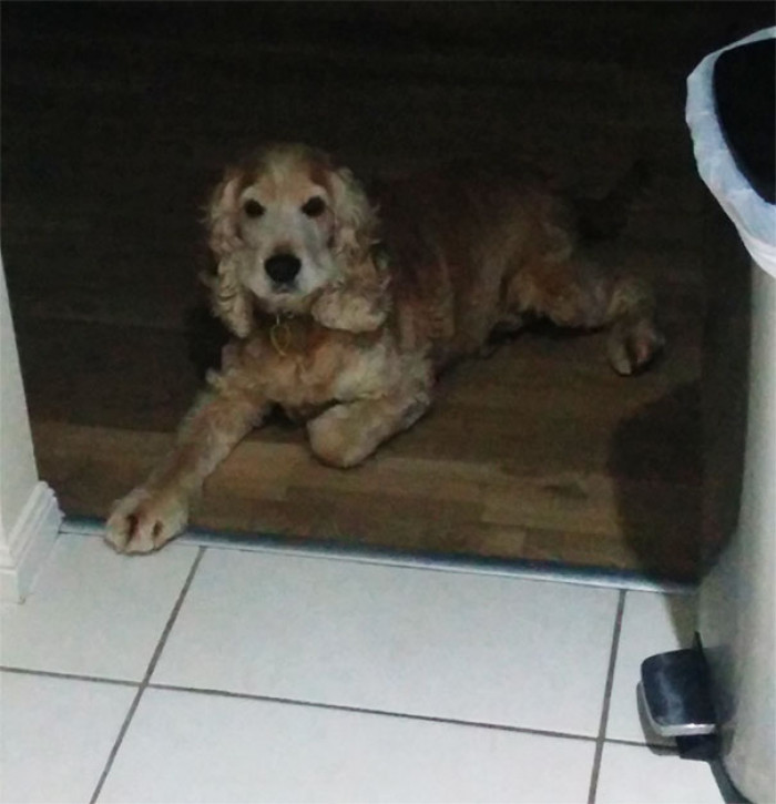 22. "My dogs are not allowed in the kitchen when I cook. The kitchen starts at the white tiles."