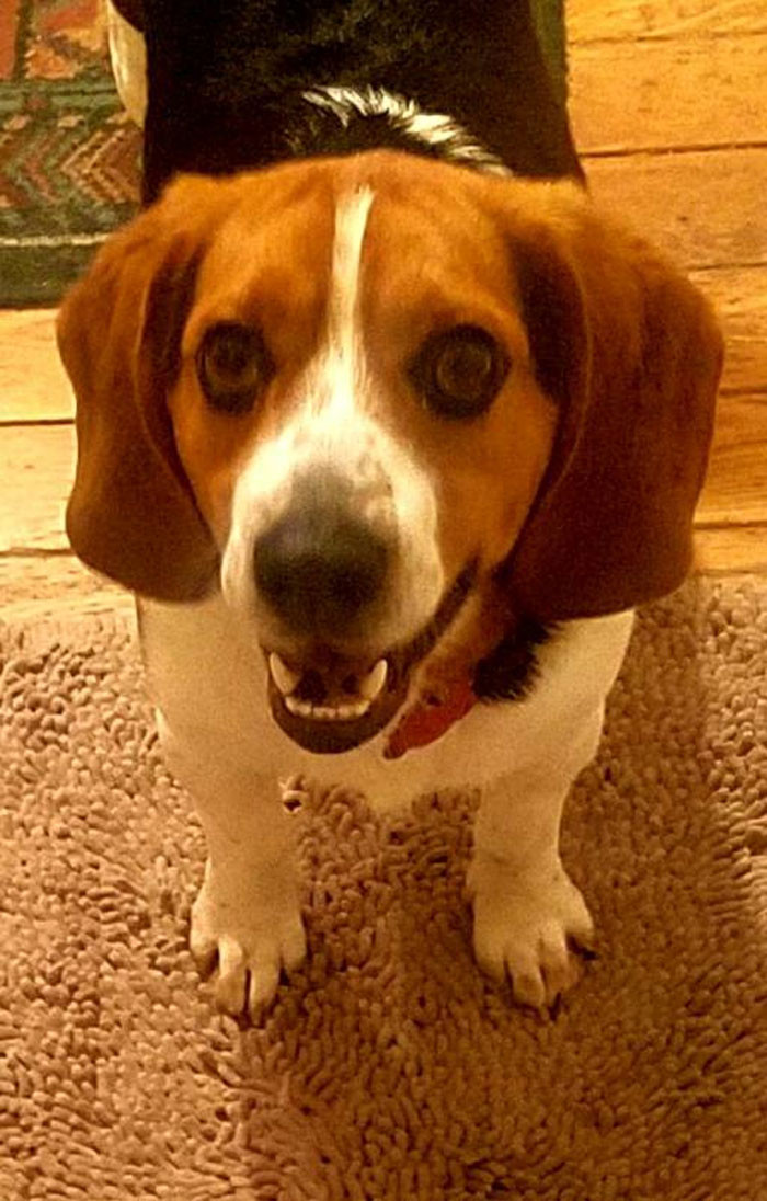 Beagle Can't Contain His Gratitude After Man Rescues Him From A Deadly  Shelter