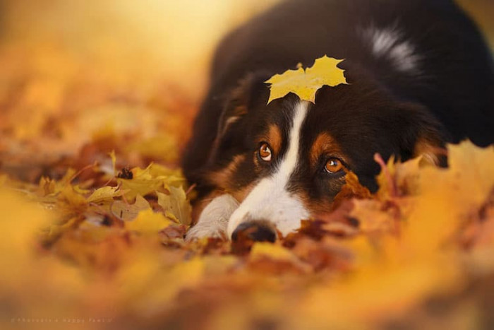 Dog relaxing outdoors with autumn flowers, hazy golden leaves and calm mood.