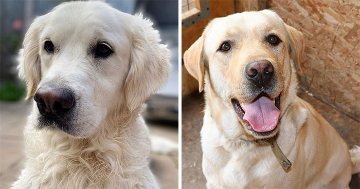Golden Retriever & Labrador Retriever