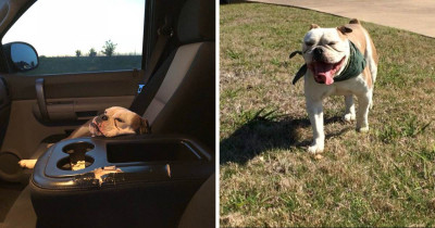 Lost Dog Finds His Way Home After Climbing Into A Stranger's Truck