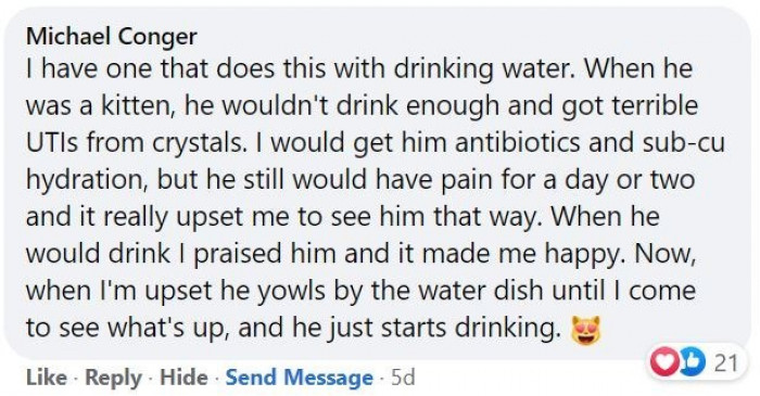 7. Kitty knows what makes his human happy.