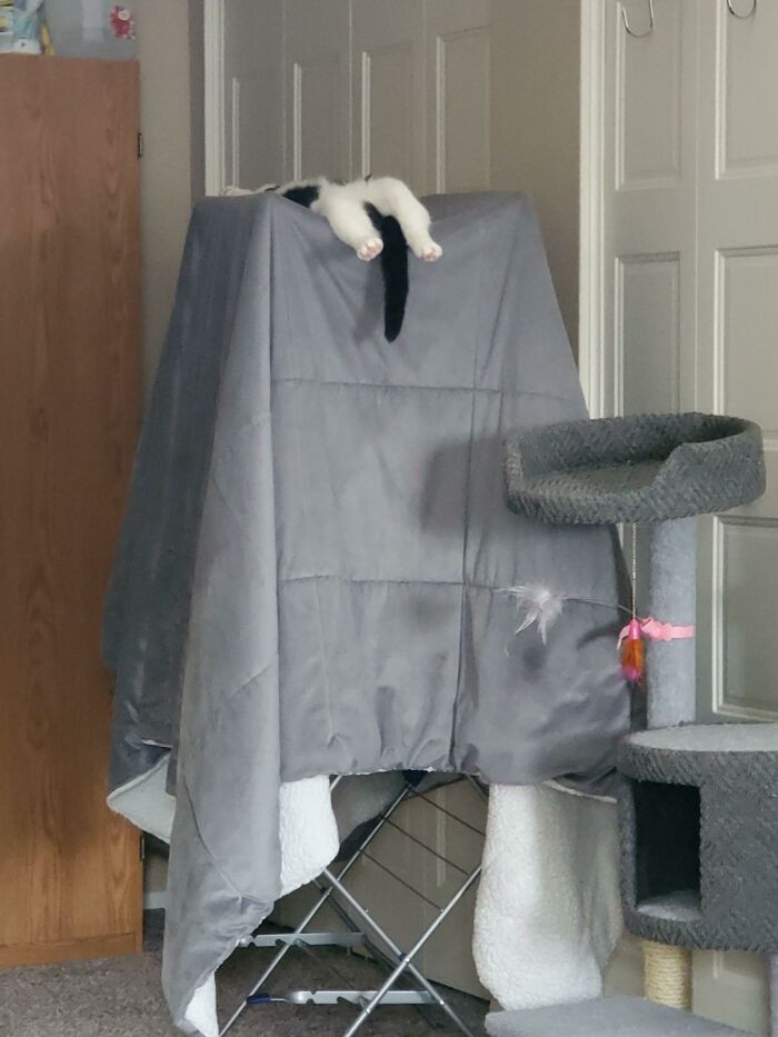 44. Shared This With A Coworker Today, She Asked If He's Alive. Ordered A Cat Tree At This Same Height Cuz I Want To Take My Blanket Off Of The Drying Rack As It's Been On There For 3 Days