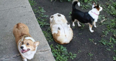 15 Hysterical Dog Fails You Will Feel Bad to Laugh At