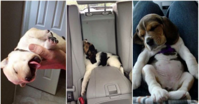 Tired Puppies to Distract You from What You're Supposed to Be Doing