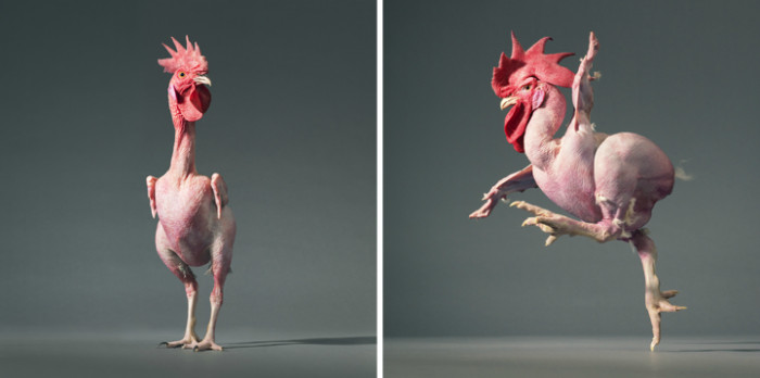 Featherless chicken.