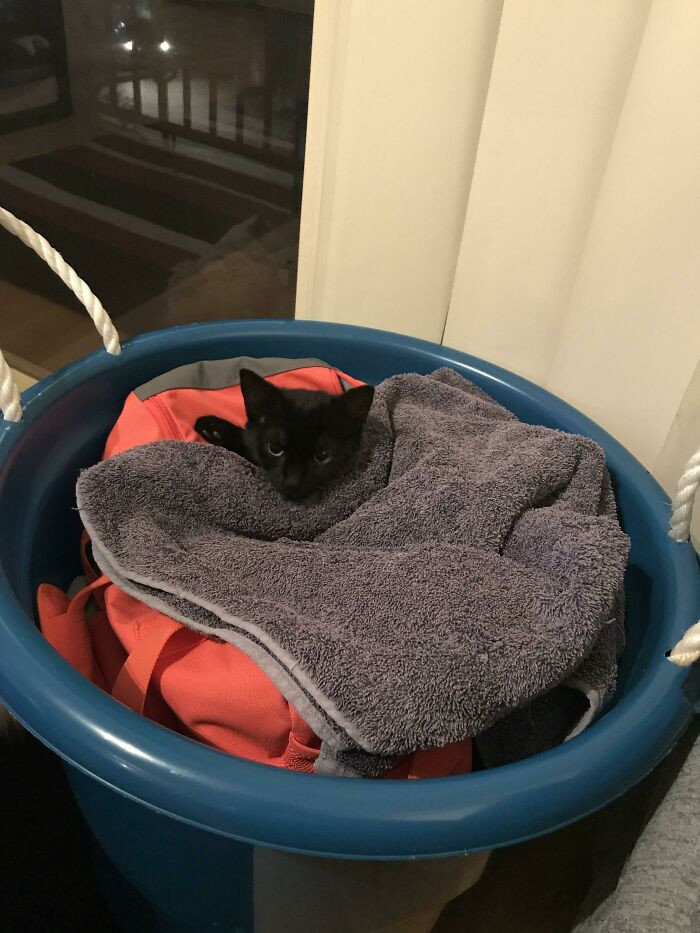 47. Cats are strange