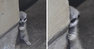 Photographer Captures Baby Meerkat and Family In 23 Adorable Pics