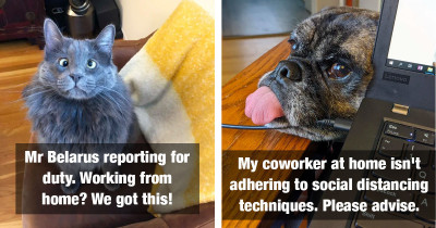 People Forced To Work From Home And Their Pets Are Absolutely Loving It