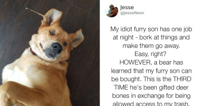 Bear Exchanges Deer Bones With Guard Dog to Be Granted Access to This Man’s Trash