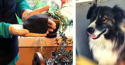 Dog Woke Its Owner Up Moments Before A Meteor Crashed Into Her Bed