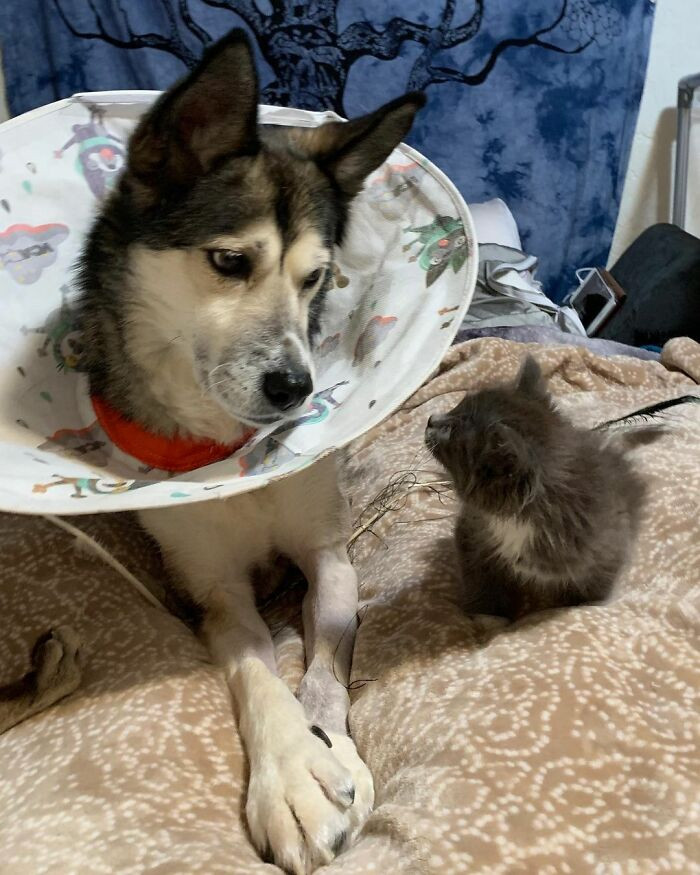 As for the milestones in Lady Purrl's life, the 13th of November was one such day, as it marked her 1st birthday.