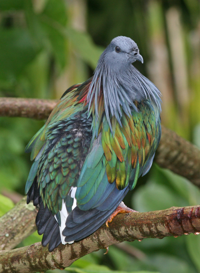 Nicobar pigeons stand at around one and a half feet tall with a white tail and red legs.